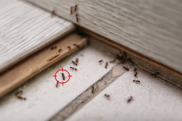 Best Wasp Removal Services  in Tifton, GA