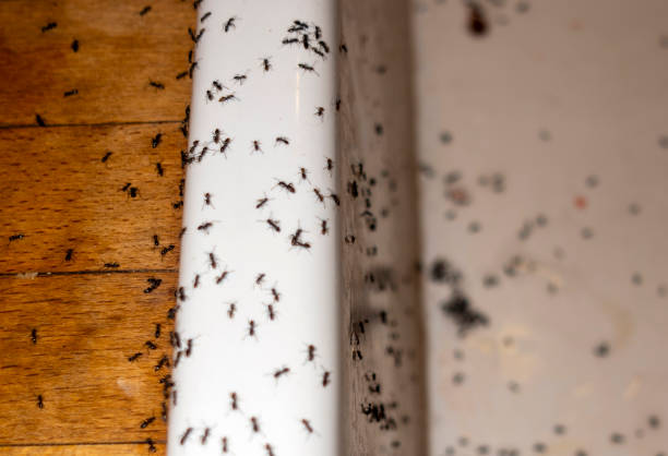 Best Local Pest Control Services  in Tifton, GA