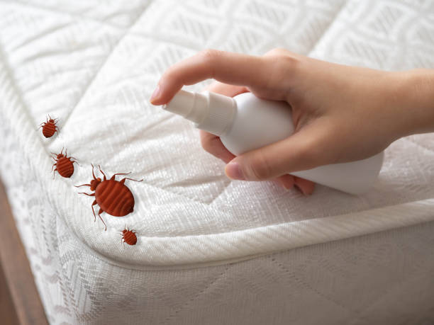 Best Spider Control Near Me  in Tifton, GA