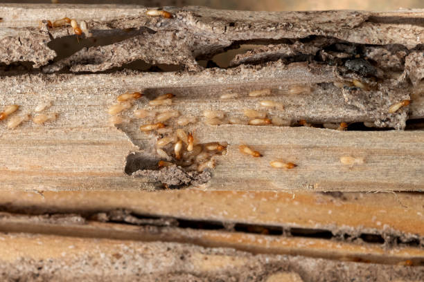 Pest Prevention Services in Tifton, GA
